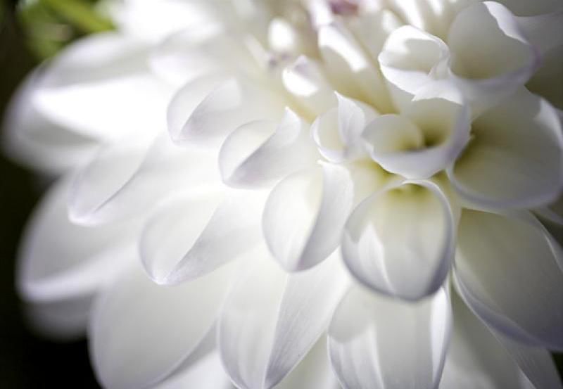 Wedding Flowers Photo Gallery Trias Flowers Miami FL