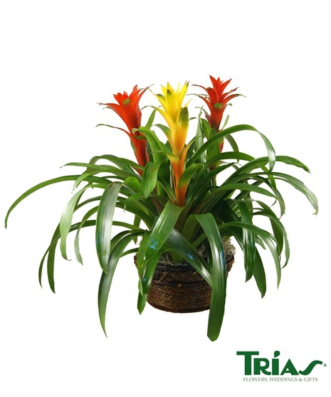 Large tripe bromeliad plant in a ceramic pot.