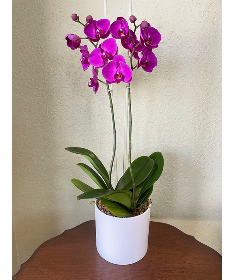 Double Orchid - Purple